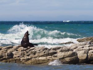 Keep an eye out for yawning seals along the Kaikoura Peninsula Walk.