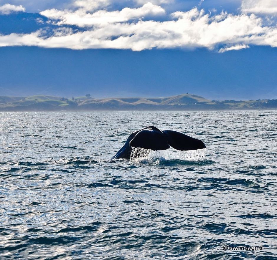A whale breaches close to the coast in Kaikoura.