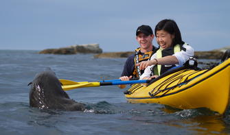 Hautnahe Robbenbegegnungen locken auf einer geführten Tour mit Kaikoura Kayaks.