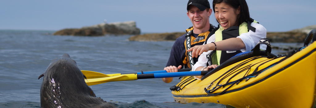 Hautnahe Robbenbegegnungen locken auf einer geführten Tour mit Kaikoura Kayaks.