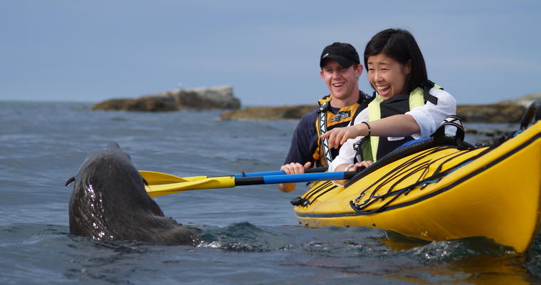 Close encounters of the seal kind on a guided tour with Kaikoura Kayaks