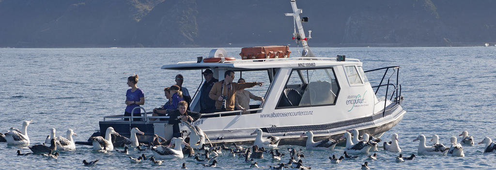 Albatross Encounters veranstaltet Bootstouren, auf denen zahlreiche seltene Meeresvögel beobachtet werden können.