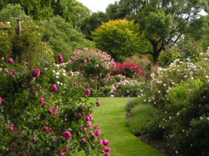 The heritage rose garden.