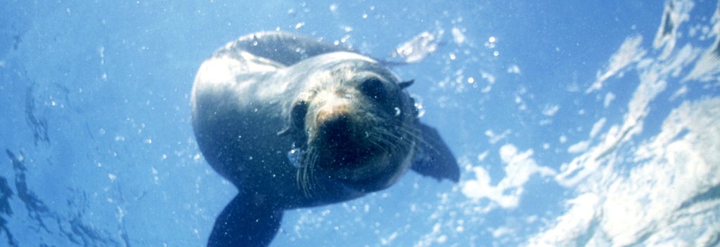 Seals live off the coast of Kaikoura
