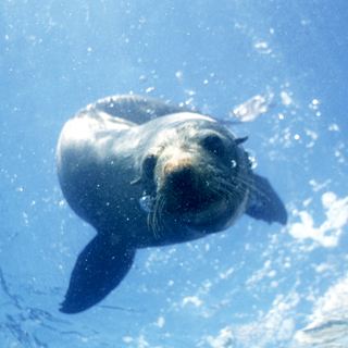 Seals live off the coast of Kaikoura