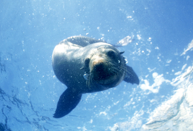 对于热爱海洋生物的人士，新西兰庞大的海豹群将带给你无数的拍照机会。