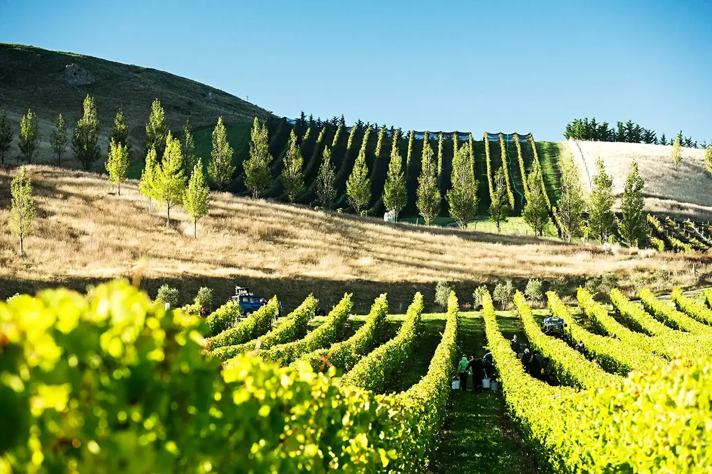 Start Planning for North Canterbury Wine and Food Festival March 2027