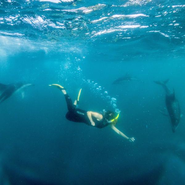 Swim with dolphins in Kaikōura