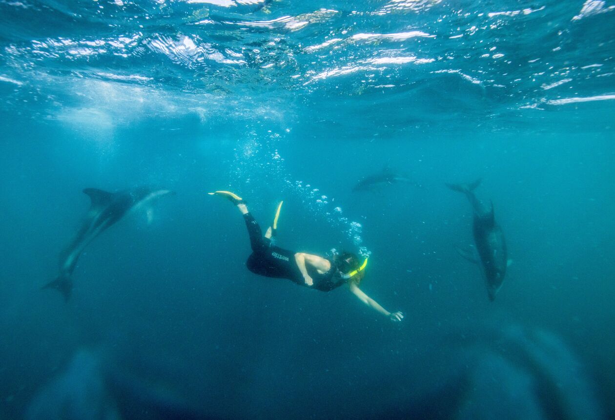 From swimming with dolphins and whale watching to encounters with kiwi birds and penguins, here’s a list of the top 10 wildlife experiences in New Zealand.