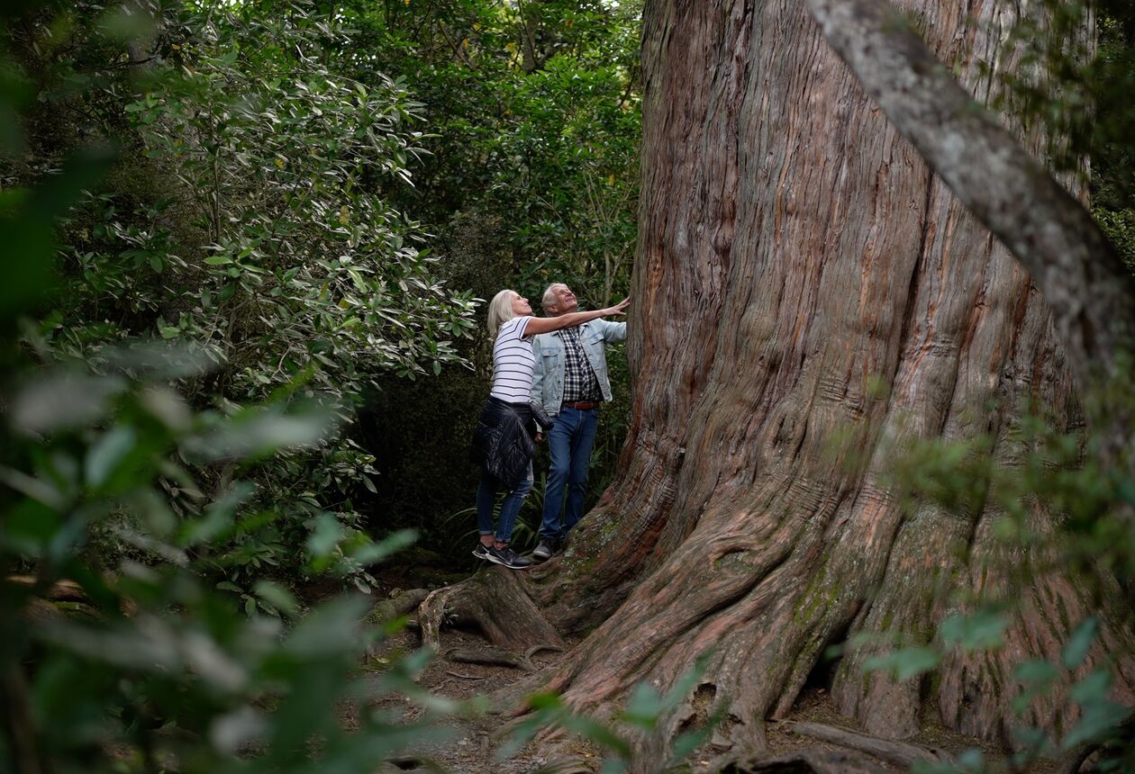 Enjoy ancient native forest, delicate ferns and alpine tussock in this scenic forest park. Stand beneath a waterfall or picnic beside an alpine lake.