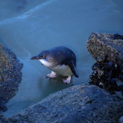 Blue penguin on the beach, Timaru