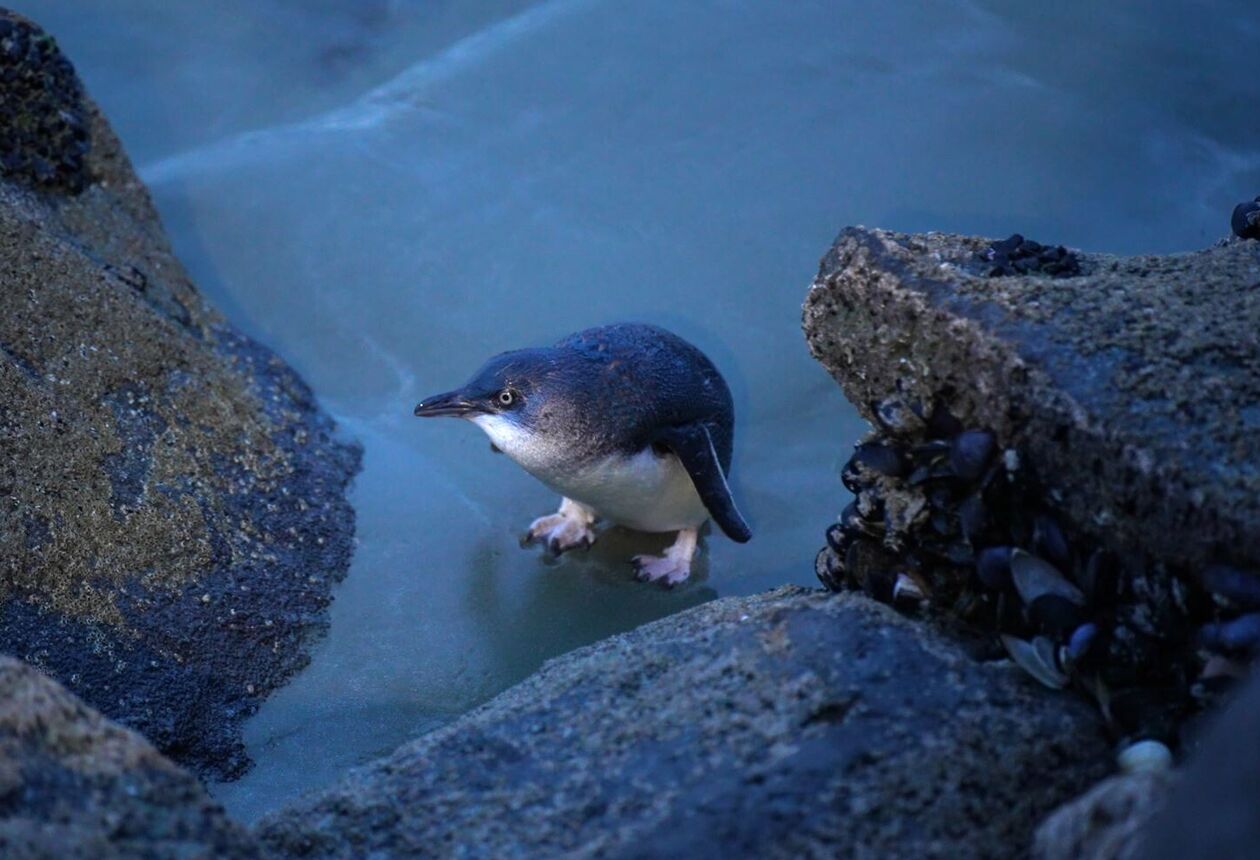 Offering exquisite scenery, rare wildlife, and spectacular trails – discover why Timaru’s striking natural attractions should be on your hitlist.