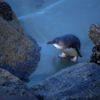Blue penguin on the beach, Timaru
