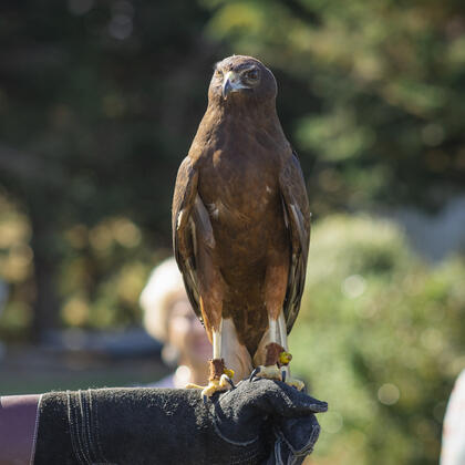Kāhu (Harrier hawk) at the Raptor Experience, Timaru