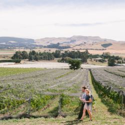 Walking by vines at Black Estate vineyard