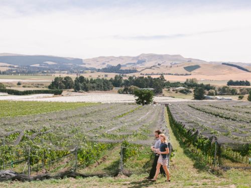 Walking by vines at Black Estate vineyard