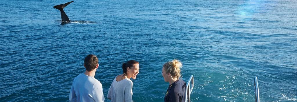 Kaikoura coastline is a marine environment so rich in nutrients that it attracts some of the most magnificent ocean life.