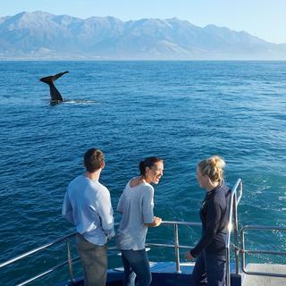 Kaikoura coastline is a marine environment so rich in nutrients that it attracts some of the most magnificent ocean life.