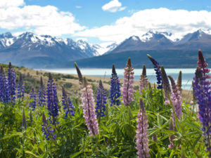 About 40% of Aoraki/Mount Cook National Park is covered by glaciers and there are 19 peaks more than 3000 metres high.