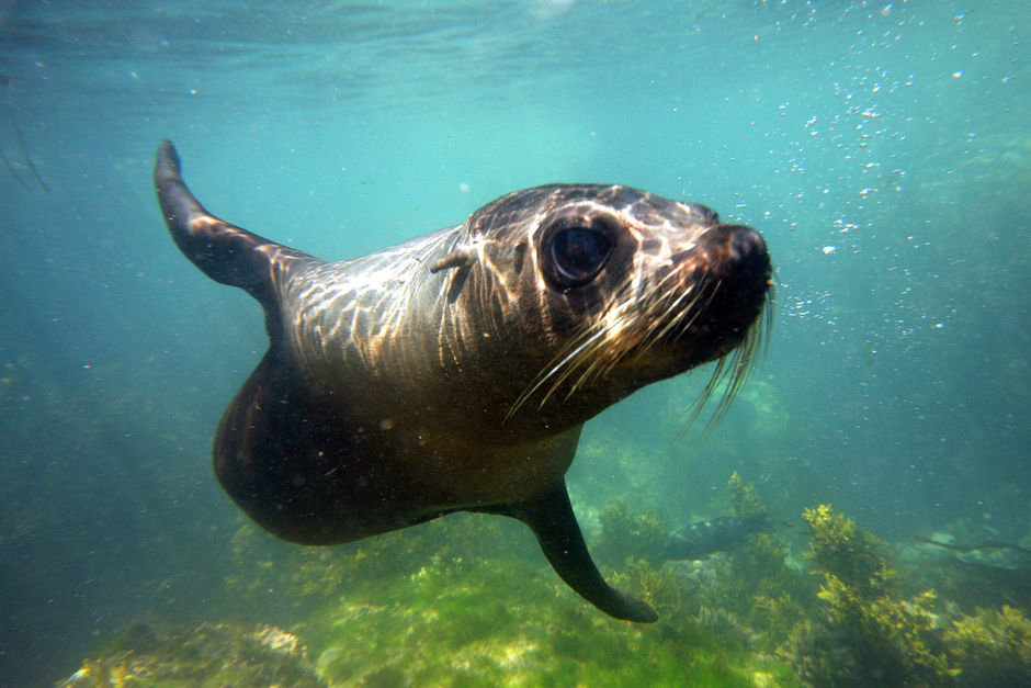 Seal Swim Kaikoura