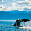 The waters off the coastal town of Kaikoura are a haven for several species of whale.