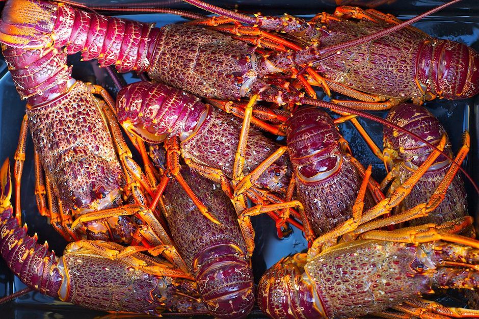New Zealand's must-eat seafood | New Zealand
