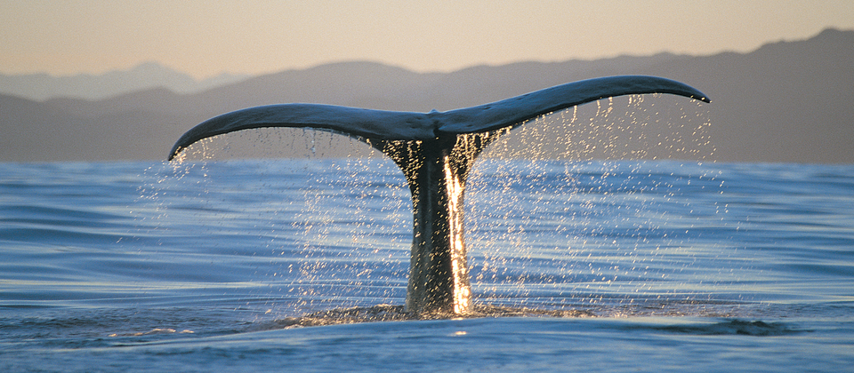 Kaikoura is a  haven for several magnificent species of whale.