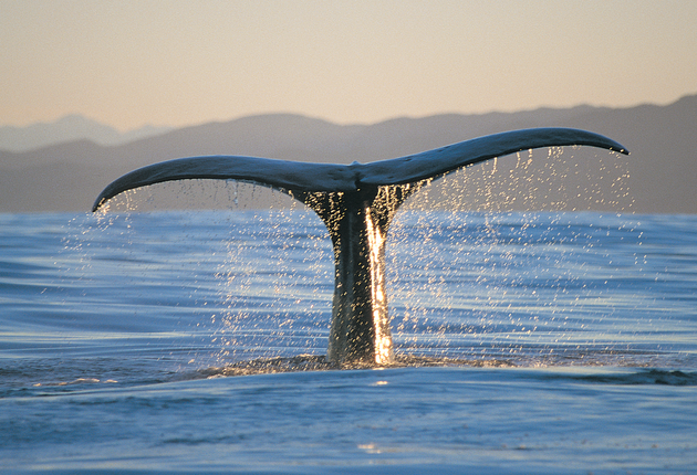 新西兰东海岸，包括奥克兰美丽的豪拉基湾和迷人的凯库拉在内，常有鲸鱼游曳出没。了解新西兰观鲸活动更多详情。