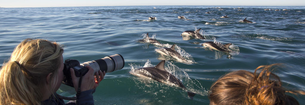 Der Tourveranstalter Dolphin Encounter ist auf unvergessliche Begegnungen mit Delfinen – schwimmend oder vom Boot aus – spezialisiert.