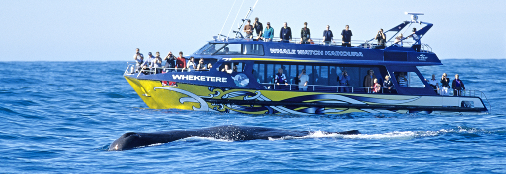 Kaikoura whale watching tours operate all year round.