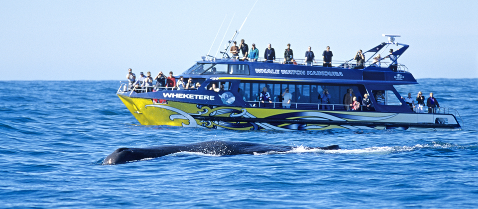 Kaikoura whale watching tours operate all year round.