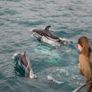 游览凯库拉时，一定要花点时间与常年生活在这里的暗黑斑纹海豚来一次亲密的接触。