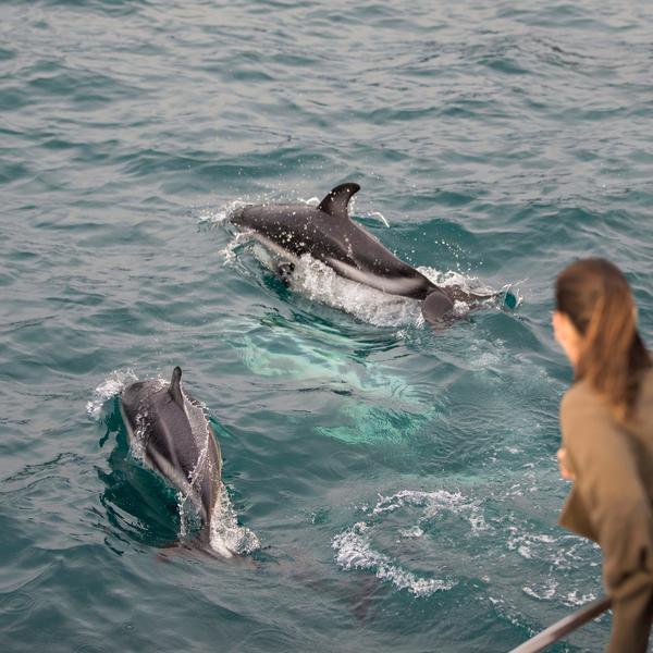 Saat mengunjungi Kaikoura, jangan lewatkan kesempatan menghabiskan waktu bersama penduduknya, lumba-lumba berwarna gelap.
