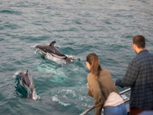 When you visit Kaikoura, don’t miss the chance to spend some one-to-one time with the dusky dolphins