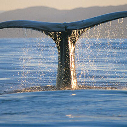 Off the coast of Kaikoura you may see several species of whales