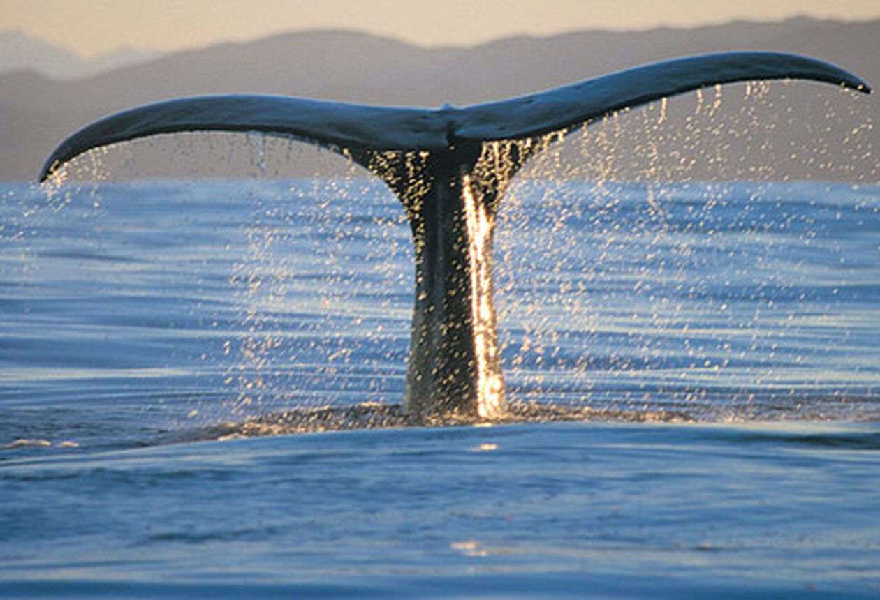 뉴질랜드의 독특한 자연과 야생동물을 경험해 보자. 고래를 관찰하고 훼손되지 않은 자연을 만날 수 있다. 지금 자세히 알아보자.