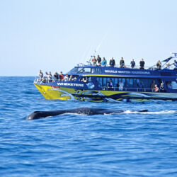 Several whale species use Kaikoura as a stopover on their way to breeding grounds in the Pacific.