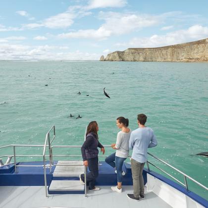 Watch the acrobatics of Kaikoura&#039;s resident dusky dolphin. They love showing off with flips, leaps and twists - it&#039;s highly entertaining!