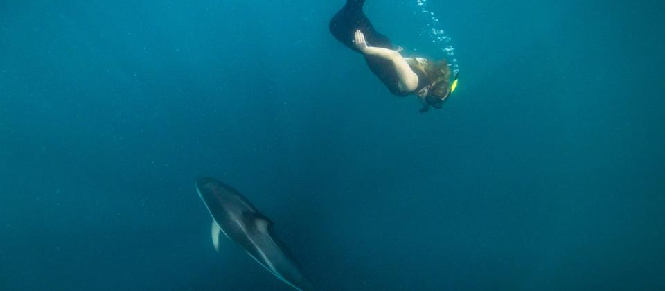 카이코우라에서 고래를 만나는 경이로운 체험을 한다. 연안에 해구가 있고 먹이가 풍부해 향유고래가 일 년 내내 서식한다.