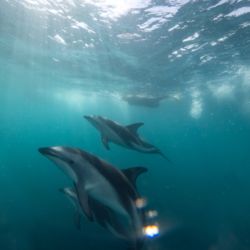 Kaikoura is famous for its abundant marine life.