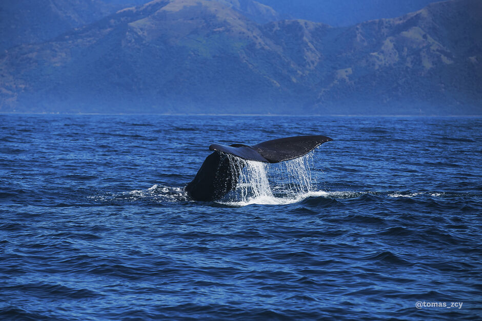 Kaikoura is one of the only places in the world where you can see whales year-round.