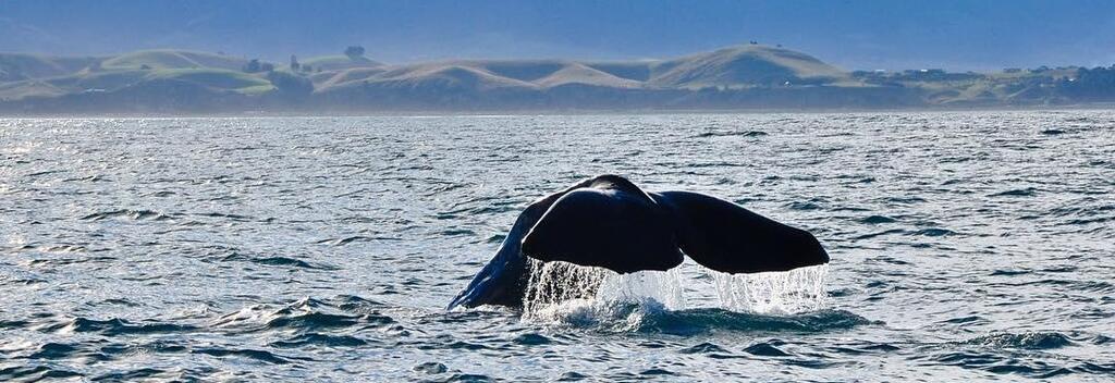 A whale breaches close to the coast in Kaikōura.