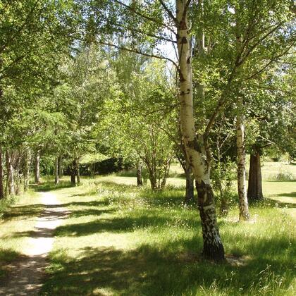 평화로움을 만끽하며 조용한 숲 속을 걷기