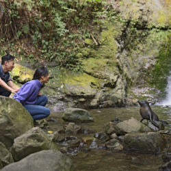 Baby seals can be seen playing at Ōhau Falls, just north of Kaikoura, from April to October