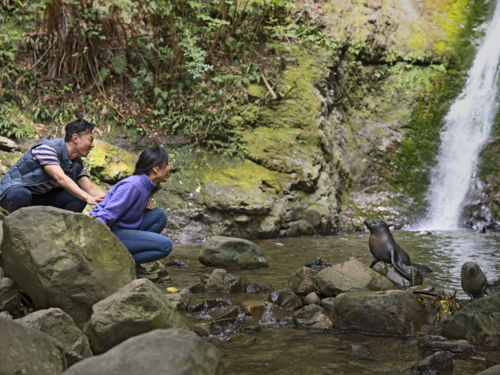 Baby seals can be seen playing at Ōhau Falls, just north of Kaikoura, from April to October