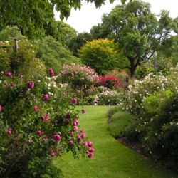 유서 깊은 장미 정원