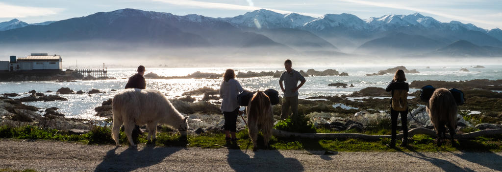 Go trekking with llamas