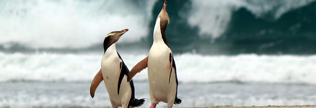 Penguins at Catlins