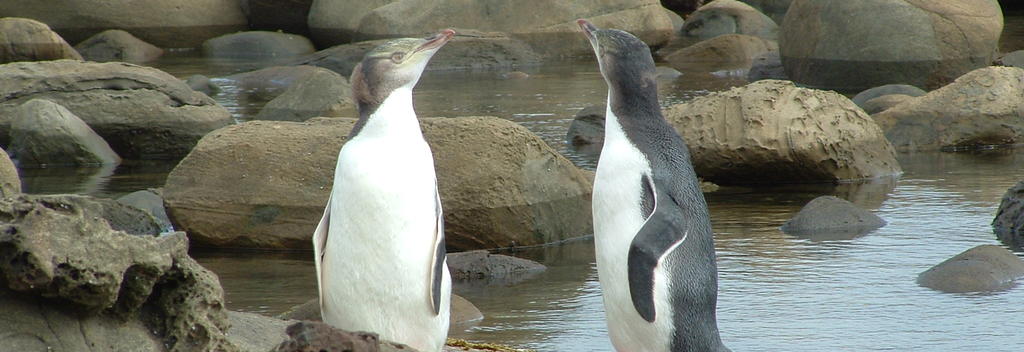 Yellow eyed penguins (hoiho) are one of the rarest penguins in the world