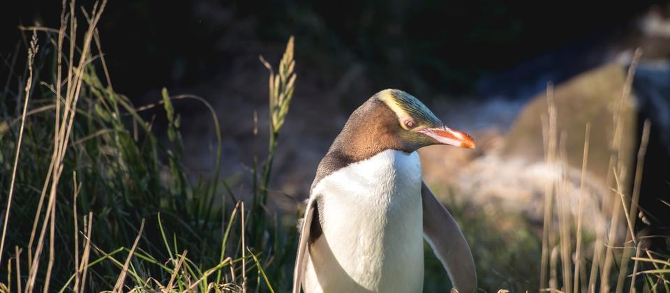 In Neuseeland sind drei Pinguinarten heimisch. Lasse dich von diesen so charaktervollen wie putzigen Vögeln verzaubern.